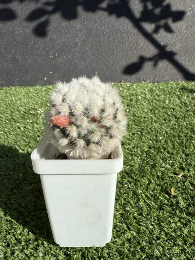 Mammillaria bocasana v. multilanata