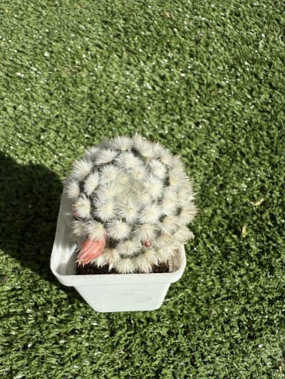 Mammillaria bocasana v. multilanata - Зображення 2