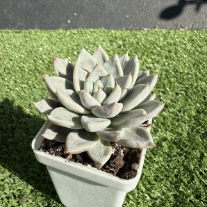 Echeveria tolimanensis Night cloud