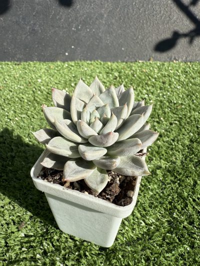Echeveria tolimanensis Night cloud