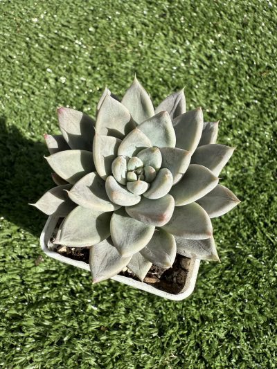 Echeveria tolimanensis Night cloud - Зображення 2