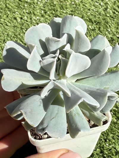 Echeveria Topsy Turvy - Зображення 2