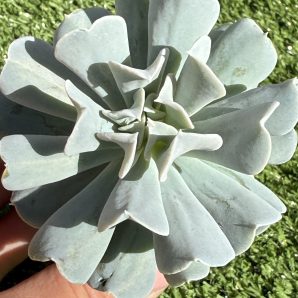 Echeveria Topsy Turvy