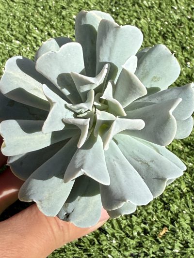 Echeveria Topsy Turvy