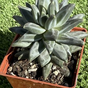 Pachyphytum compactum Purple Diamond