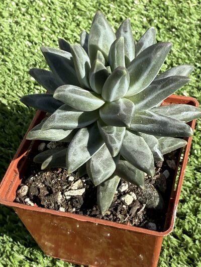 Pachyphytum compactum Purple Diamond