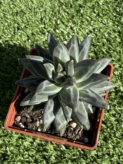Pachyphytum compactum Purple Diamond - Зображення 2