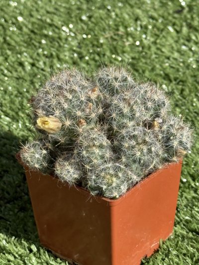 Mammillaria prolifera - Зображення 2