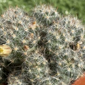 Mammillaria prolifera