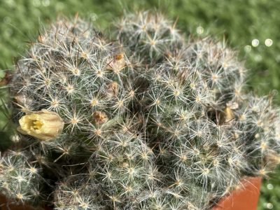 Mammillaria prolifera