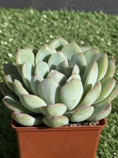Echeveria pulidonis x laui - Зображення 2