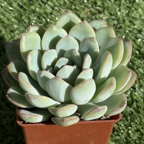 Echeveria pulidonis x laui