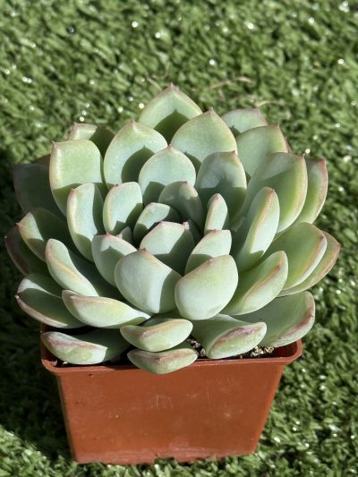 Echeveria pulidonis x laui