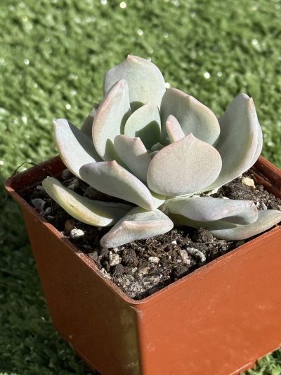 Echeveria Exotica - Зображення 2