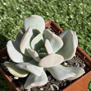 Echeveria Exotica