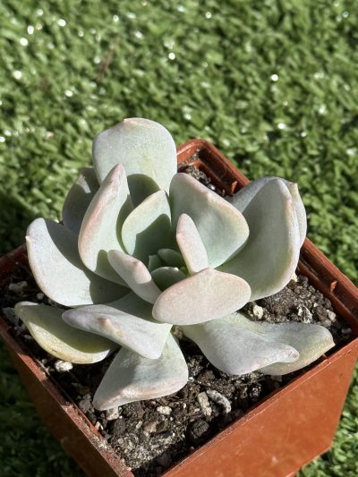 Echeveria Exotica