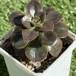 Echeveria Melaco