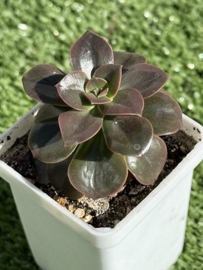 Echeveria Melaco