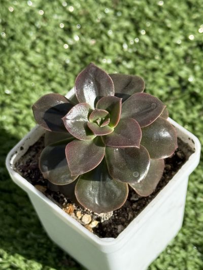 Echeveria Melaco - Зображення 2