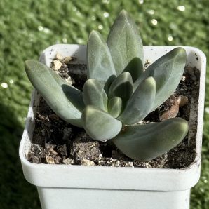 Pachyphytum compactum Purple Diamond