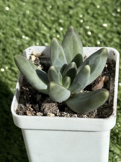 Pachyphytum compactum Purple Diamond