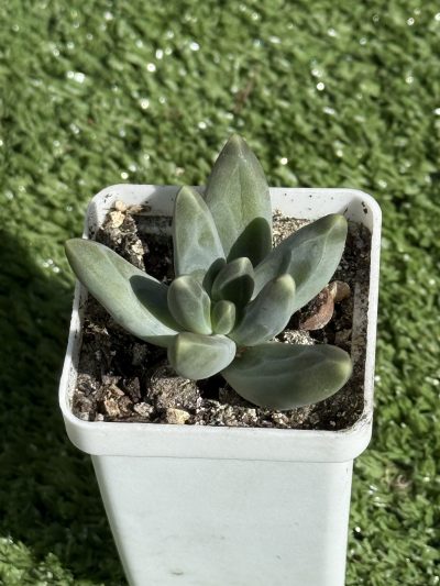 Pachyphytum compactum Purple Diamond - Зображення 2