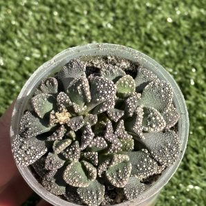 Titanopsis calcarea | 118