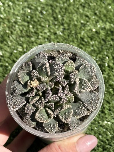 Titanopsis calcarea