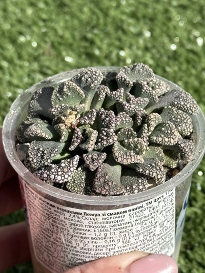 Titanopsis calcarea - Зображення 2