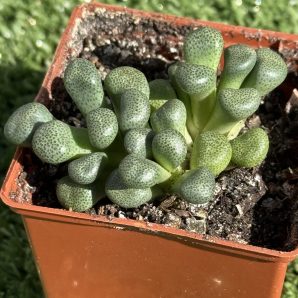 Aloinopsis schooneesii