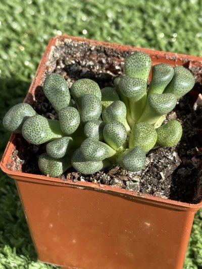 Aloinopsis schooneesii