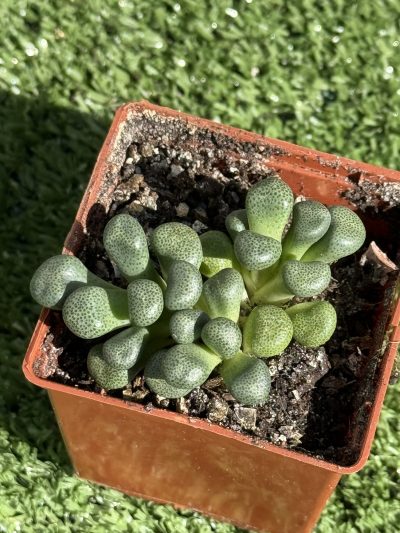 Aloinopsis schooneesii - Зображення 2