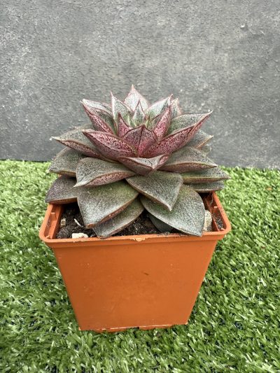 Echeveria purpusorum - Зображення 2