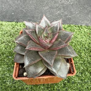 Echeveria purpusorum