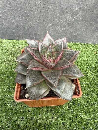 Echeveria purpusorum