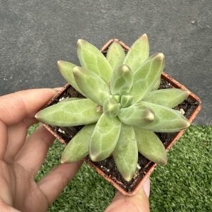 Pachyphytum compactum