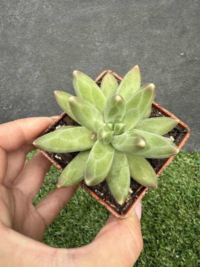 Pachyphytum compactum