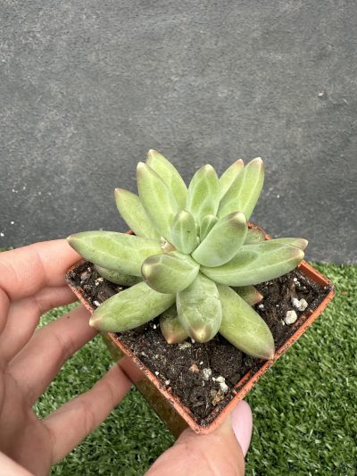 Pachyphytum compactum - Зображення 2