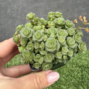 Crassula socialis