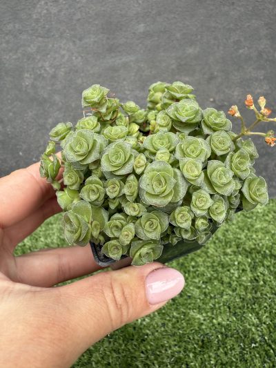 Crassula socialis