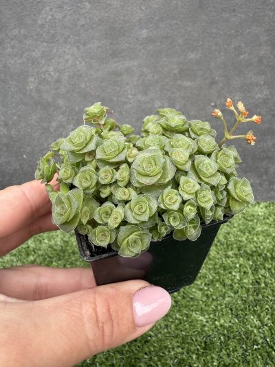 Crassula socialis - Зображення 3