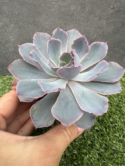 Echeveria Neon Breakers - Зображення 2