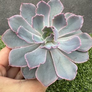 Echeveria Neon Breakers