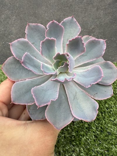 Echeveria Neon Breakers