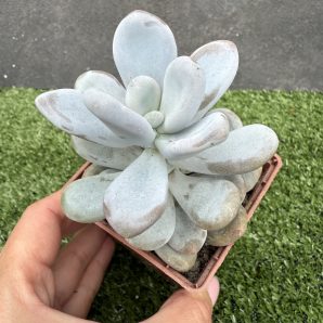 Pachyphytum oviferum