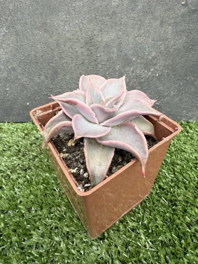 Echeveria Madiba - Зображення 2