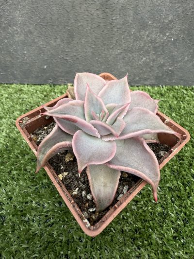 Echeveria Madiba - Зображення 3