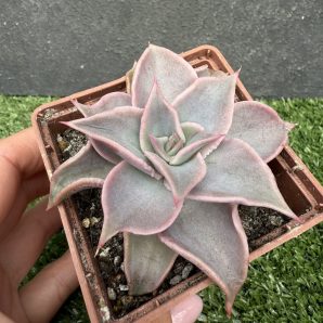 Echeveria Madiba