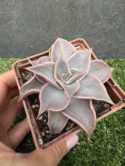 Echeveria Madiba