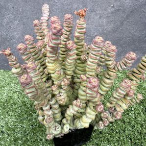 Crassula marnieriana